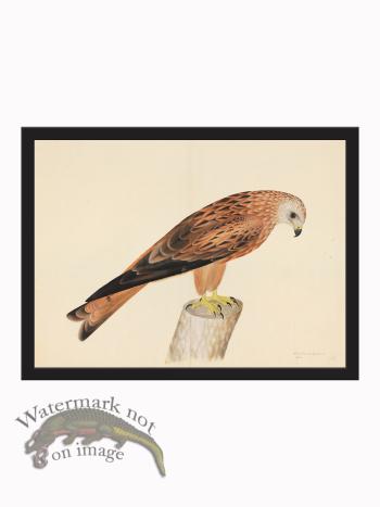 Rudbeck CFA_BF 12 Honey Buzzard